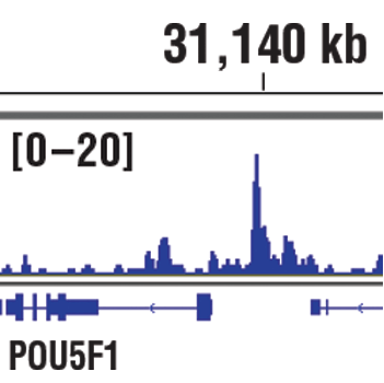 Chromatin Immunoprecipitation Image 1: PRDM14 (E1D5S) XP<sup>®</sup> Rabbit mAb