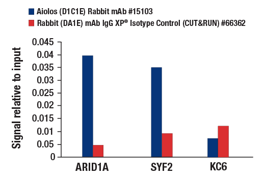 CUT & RUN Image 3: Aiolos (D1C1E) Rabbit mAb