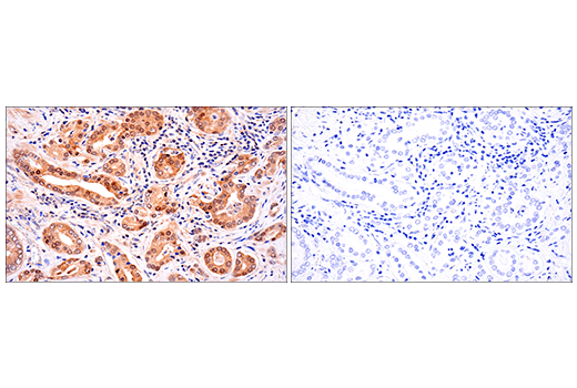 Immunohistochemistry Image 4: SOD1 (E4G1H) XP<sup>®</sup> Rabbit mAb