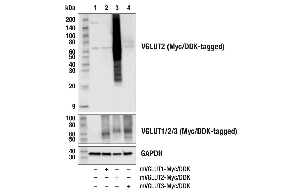 Western Blotting Image 2: VGLUT2 (E7P9K) Rabbit mAb