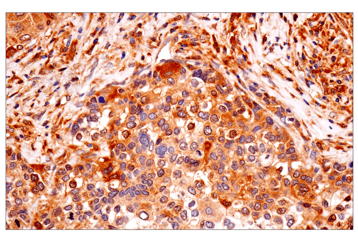 Immunohistochemistry Image 2: TRIM21 (D1O1D) Rabbit mAb