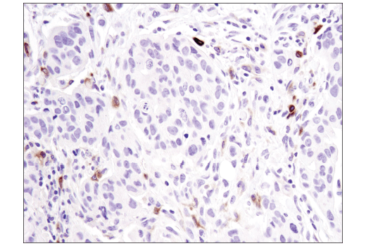 Immunohistochemistry Image 1: TIM-4 (D3W4F) XP<sup>®</sup> Rabbit mAb