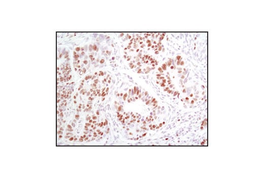 undefined Image 20: Microglia Proliferation Module Antibody Sampler Kit