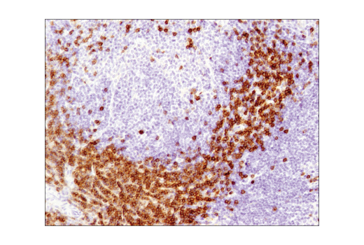 Immunohistochemistry Image 1: CD3ε (D4V8L) Rabbit mAb (BSA and Azide Free)