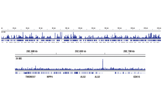 Chromatin Immunoprecipitation Image 2: CBP (D9B6) Rabbit mAb