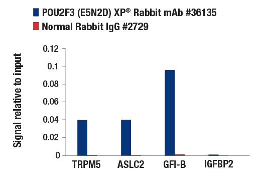 Chromatin Immunoprecipitation Image 3: POU2F3 (E5N2D) XP<sup>®</sup> Rabbit mAb