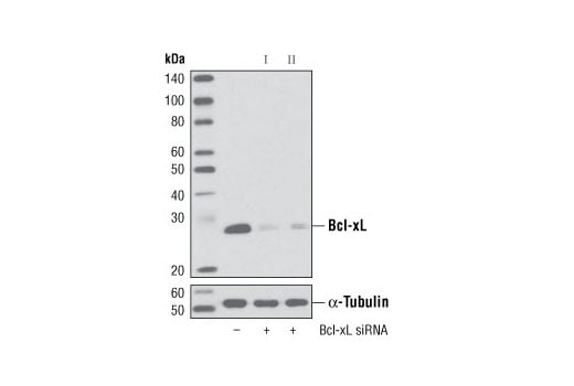 undefined Image 1: SignalSilence<sup>®</sup> Bcl-xL siRNA I
