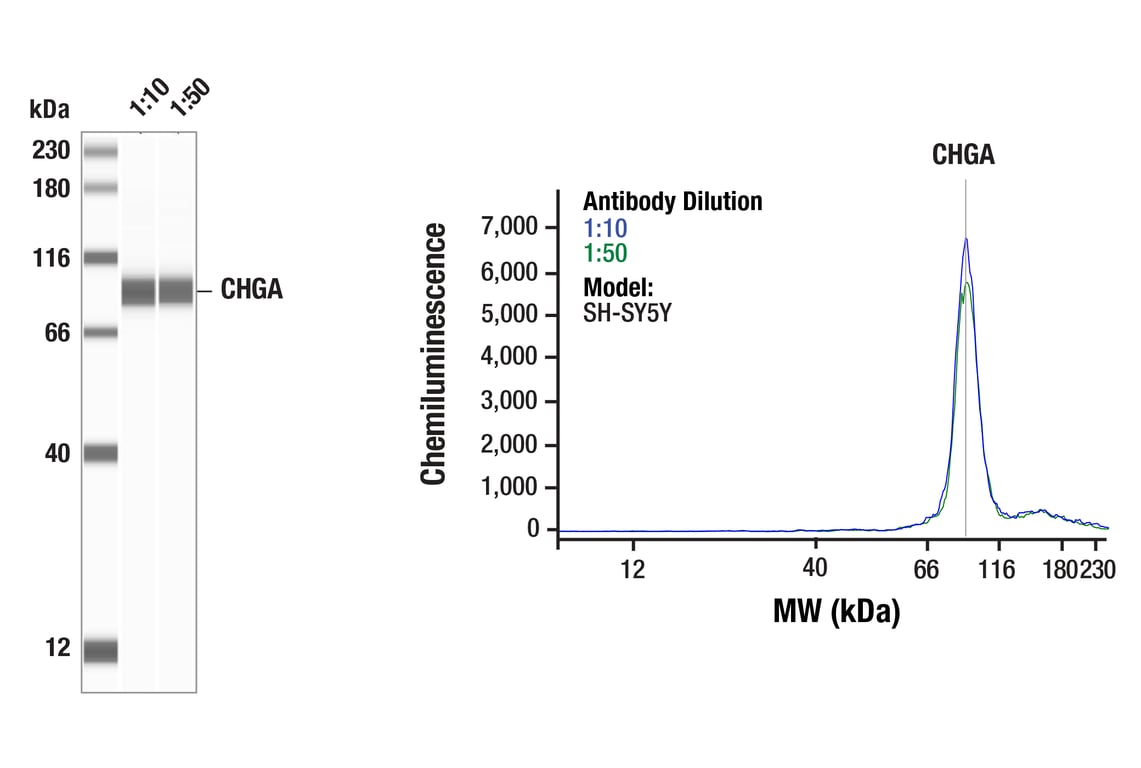 Western Blotting Image 1: CHGA (F7D6H) Rabbit mAb