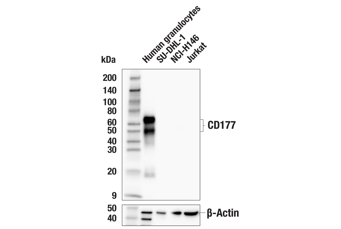 Western Blotting Image 1: CD177 (E6G1H) Rabbit mAb