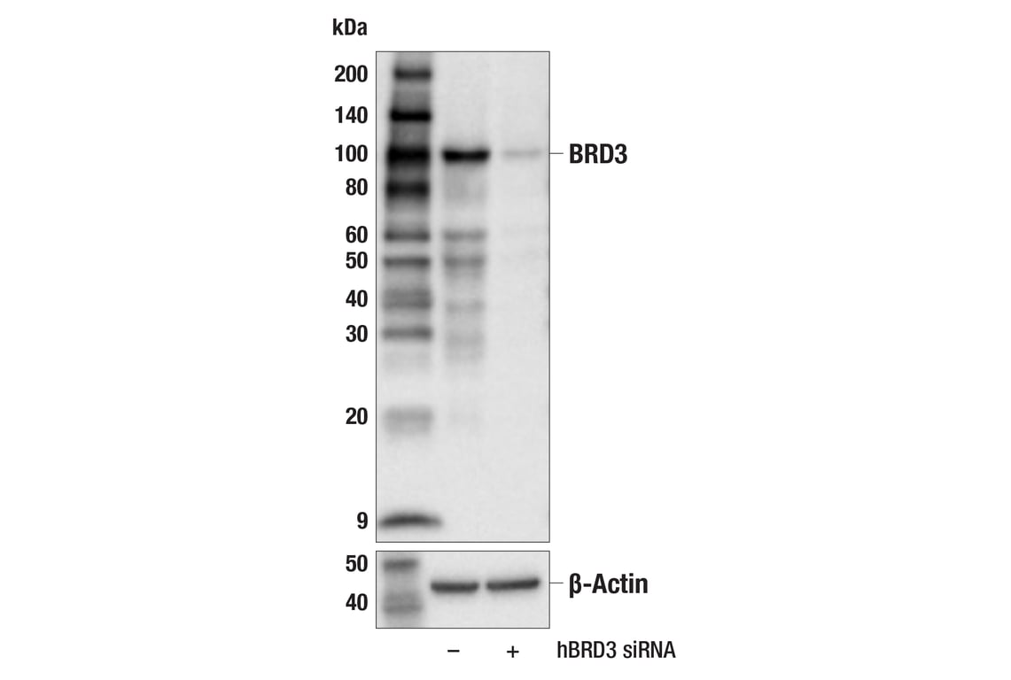 Western Blotting Image 2: BRD3 (E3D5N) Rabbit mAb