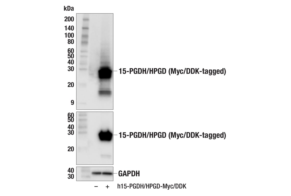 Western Blotting Image 2: 15-PGDH/HPGD (E9H7W) Rabbit mAb