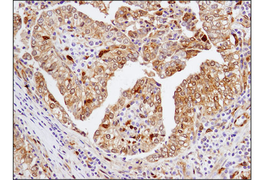 Immunohistochemistry Image 2: Galectin-9 (D9R4A) XP<sup>®</sup> Rabbit mAb (BSA and Azide Free)