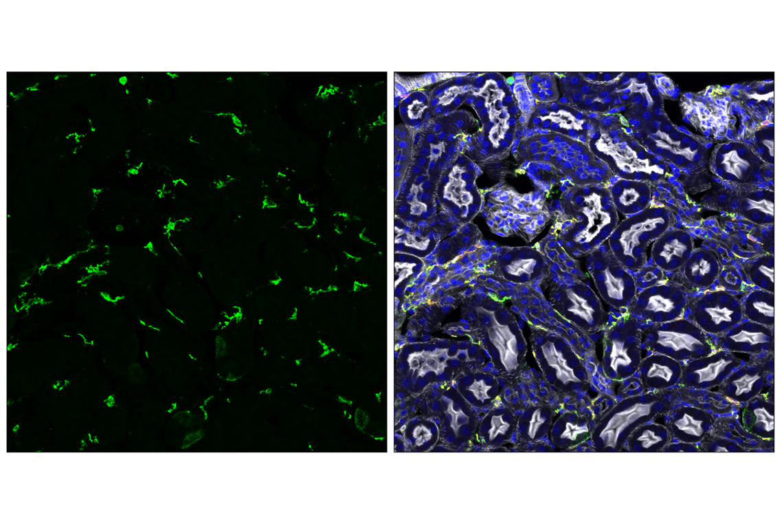 Immunofluorescence Image 3: MHC Class II (I-A/I-E) (M5/114.15.2) Rat mAb
