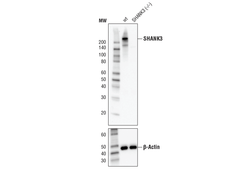 Western Blotting Image 2: SHANK3 (D5K6R) Rabbit mAb (BSA and Azide Free)