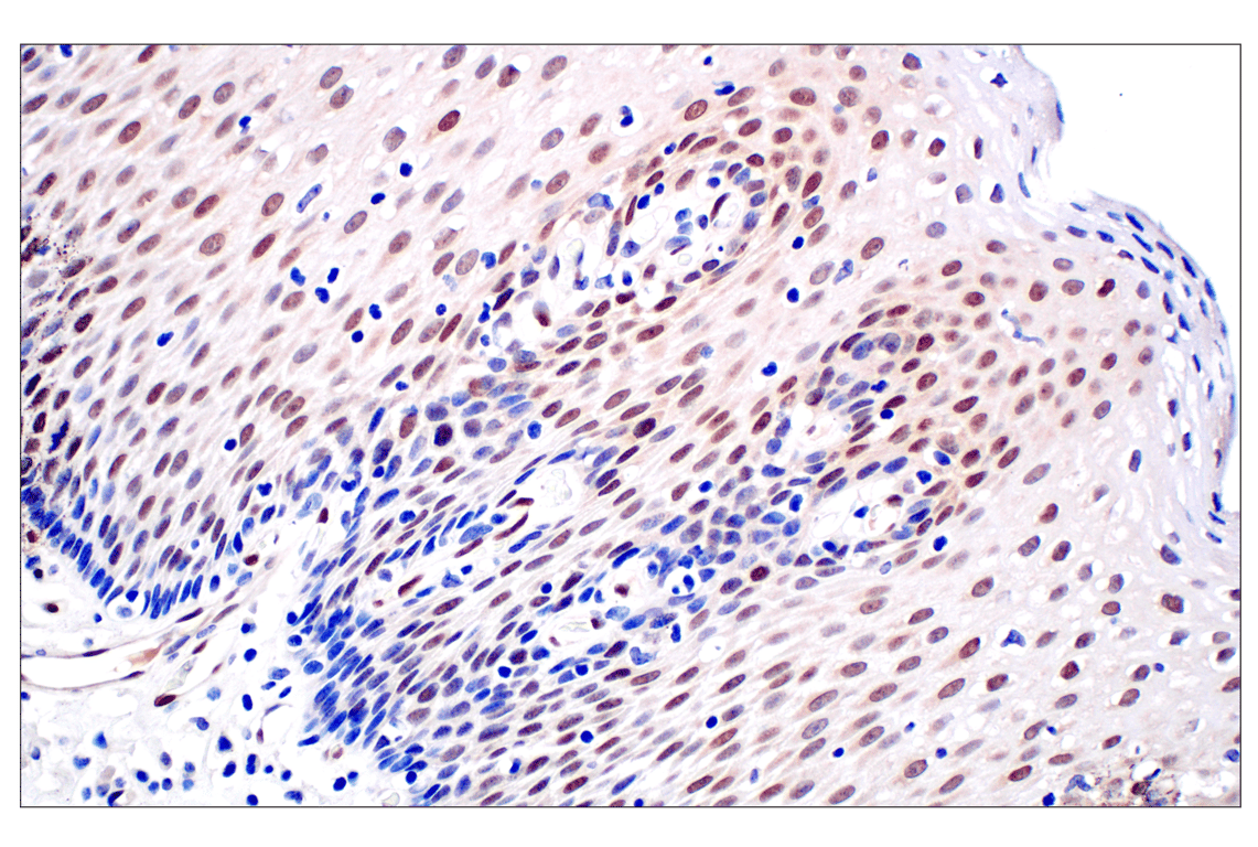 Immunohistochemistry Image 6: ID1 (F2M1J) Rabbit mAb (BSA and Azide Free)