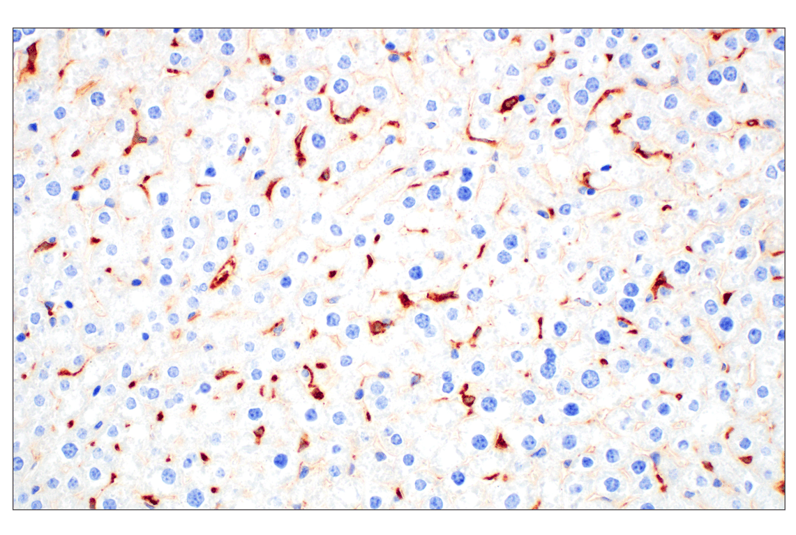 Immunohistochemistry Image 2: C1QB (E3U6X) Rabbit mAb