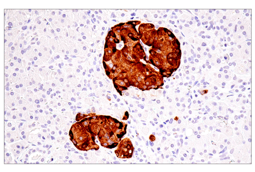 Immunohistochemistry Image 2: CHGA (5H7) Mouse mAb