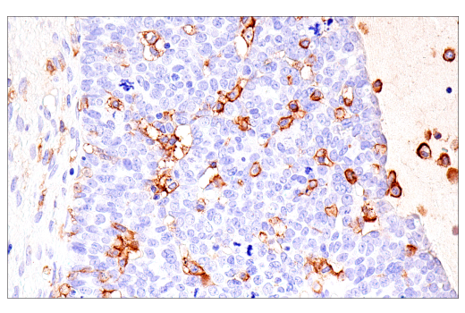 Immunohistochemistry Image 2: CD16 (2H7) Mouse mAb