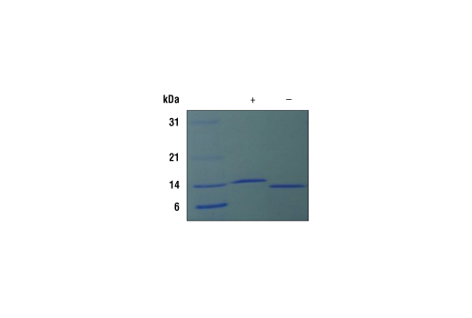 Mouse IL-22 Recombinant Protein: Image 1