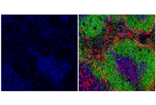 Immunofluorescence Image 1: CD4 (RM4-5) Rat mAb (violetFluor<sup>™</sup> 450 Conjugate)