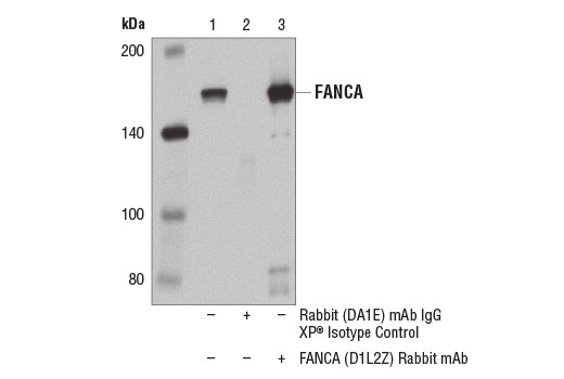 undefined Image 9: Fanconi Anemia Antibody Sampler Kit