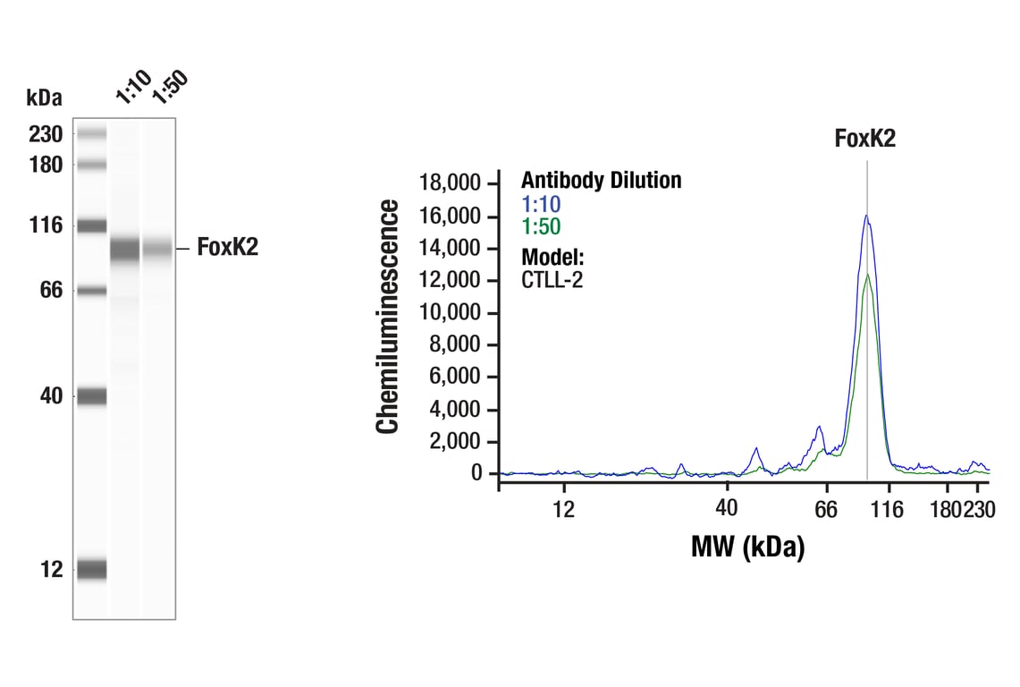 Western Blotting Image 1: FoxK2 (E7C5H) Rabbit mAb