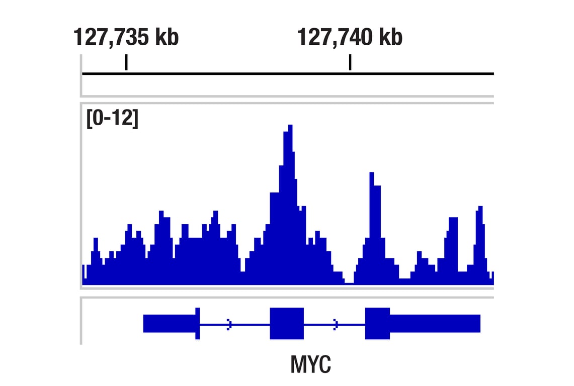 Chromatin Immunoprecipitation Image 1: BRD3 (E3D5N) Rabbit mAb