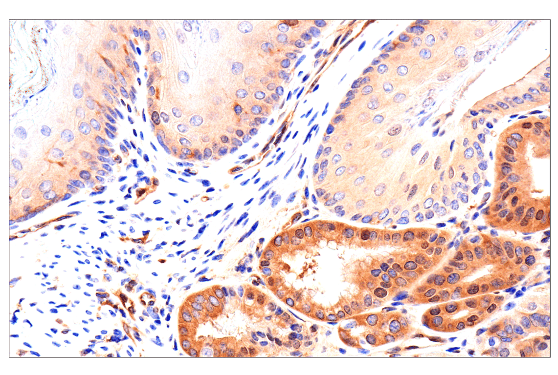 Immunohistochemistry Image 9: Caspase-8 (F5K9P) Rabbit mAb (BSA and Azide Free)