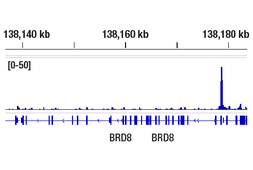 CUT & RUN Image 1: Stat3 (124H6) Mouse mAb