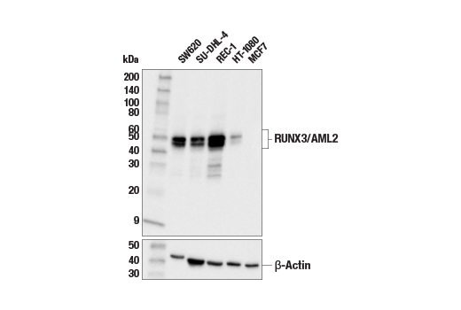 Western Blotting Image 1: RUNX3/AML2 (E8D5W) XP<sup>®</sup> Rabbit mAb