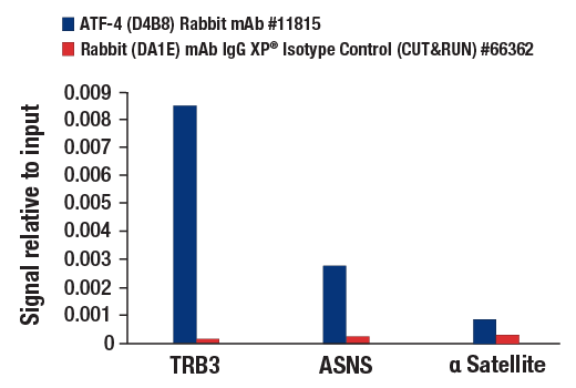 CUT & RUN Image 3: ATF-4 (D4B8) Rabbit mAb