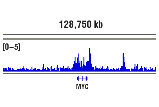 Chromatin Immunoprecipitation Image 1: BRD4 (E2A7X) Rabbit mAb