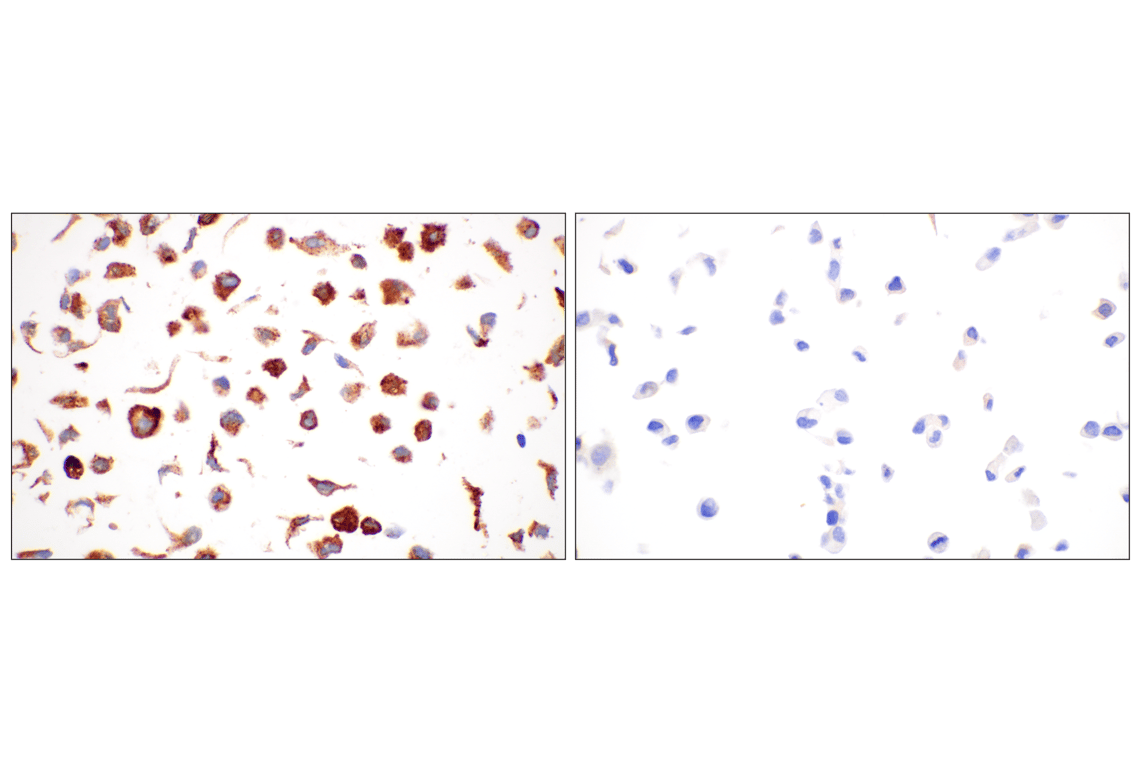 Immunohistochemistry Image 12: FTL (F9O4I) Rabbit mAb