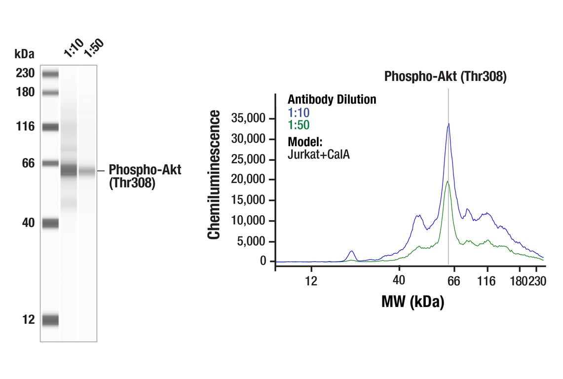 Western Blotting Image 1: Phospho-Akt (Thr308) (C31E5E) Rabbit mAb