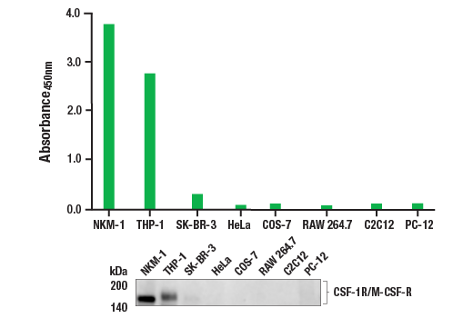 ELISA Image 1: PathScan® RP Total CSF-1R/M-CSF-R Sandwich ELISA Kit