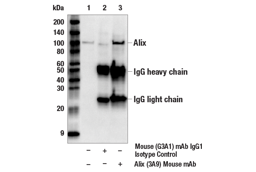 Immunoprecipitation Image 1: Alix (3A9) Mouse mAb