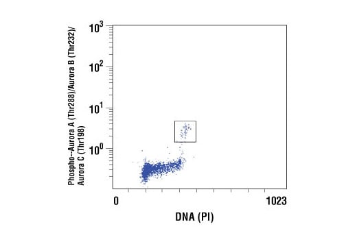 Flow Cytometry Image 1: Phospho-Aurora A (Thr288)/Aurora B (Thr232)/Aurora C (Thr198) (D13A11) XP<sup>®</sup> Rabbit mAb