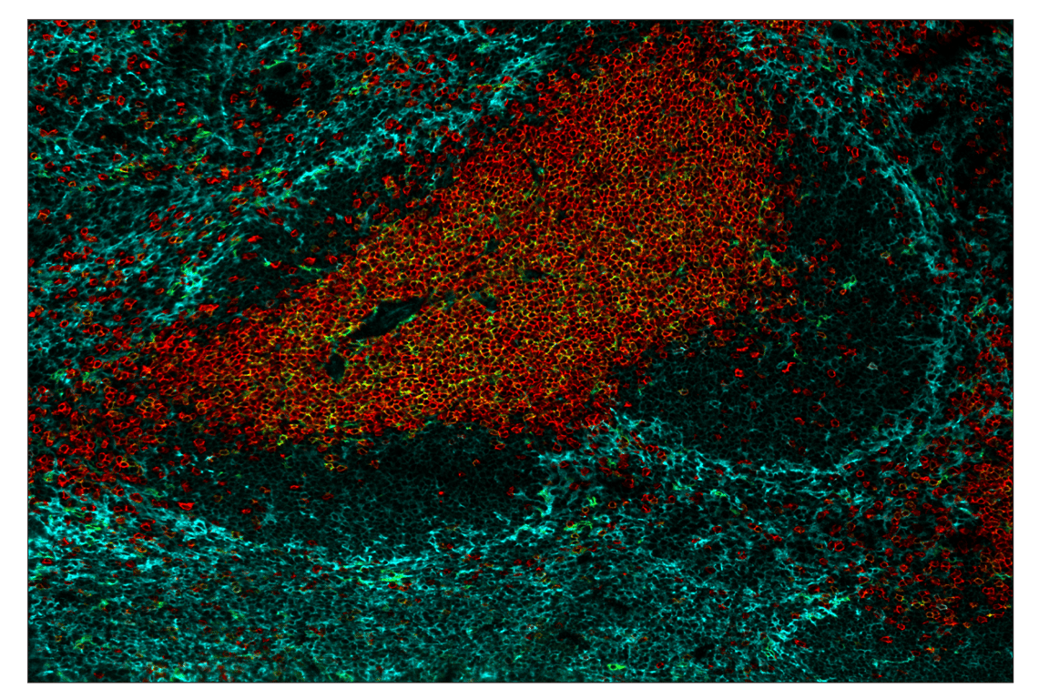 Immunohistochemistry Image 1: CD3ε (E4T1B) & CO-0048-594 SignalStar<sup>™</sup> Oligo-Antibody Pair