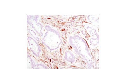 Immunohistochemistry Image 1: Caveolin-1 (D46G3) XP<sup>®</sup> Rabbit mAb