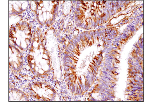 Immunohistochemistry Image 1: IFITM3 (D8E8G) XP<sup>®</sup> Rabbit mAb (BSA and Azide Free)