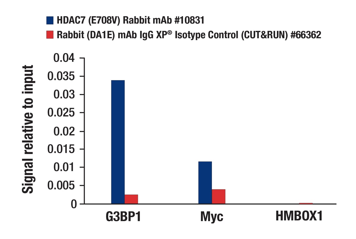 CUT & RUN Image 3: HDAC7 (E7O8V) Rabbit mAb