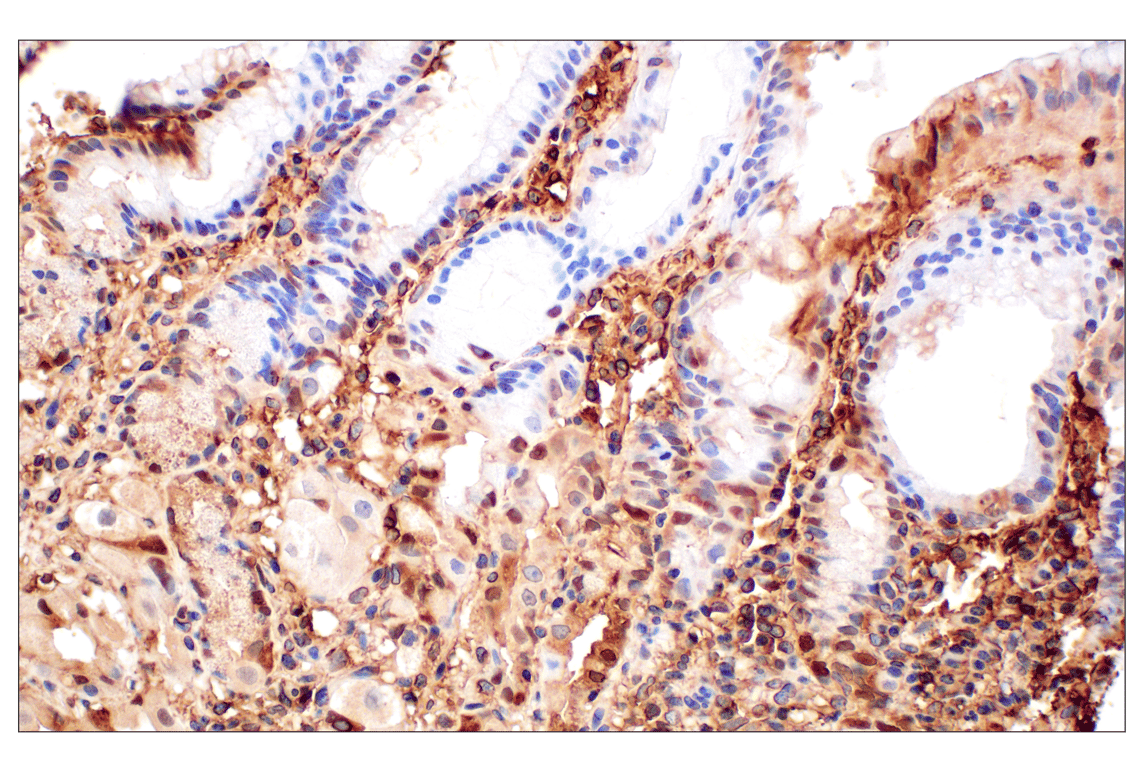 Immunohistochemistry Image 7: Annexin V (E3W8V) Rabbit mAb (BSA and Azide Free)