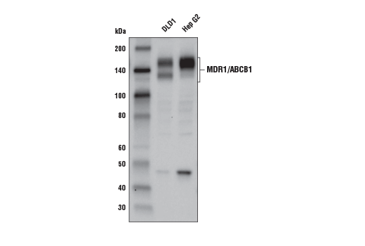 Western Blotting Image 1: MDR1/ABCB1 (E1Y7S) Rabbit mAb