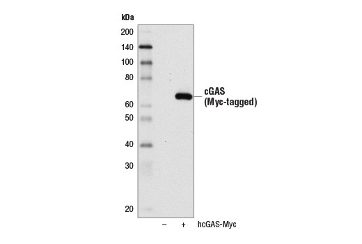Western Blotting Image 2: cGAS (D1D3G) Rabbit mAb (Biotinylated)