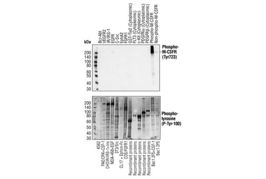 Western Blotting Image 1: Phospho-CSF-1R/M-CSF-R (Tyr723) (49C10) Rabbit mAb