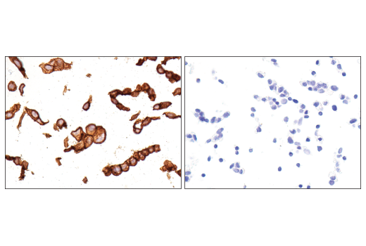 Immunohistochemistry Image 5: CD47 (D3O7P) Rabbit mAb (BSA and Azide Free)