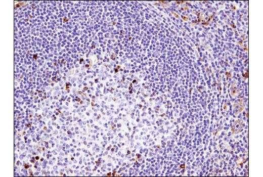 Immunohistochemistry Image 1: VISTA (D1L2G<sup>™</sup>) XP<sup>®</sup> Rabbit mAb (BSA and Azide Free)