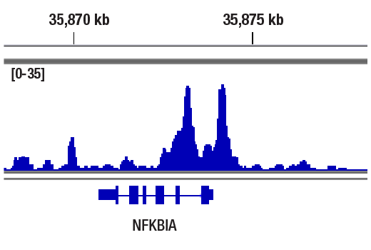 CUT & RUN Image 1: NF-κB1 p105/p50 (D4P4D) Rabbit mAb