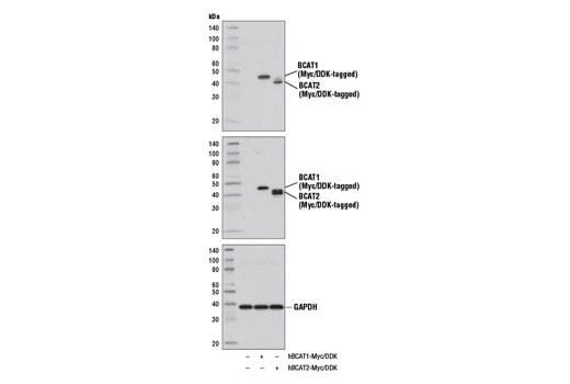 Western Blotting Image 2: BCAT1 Antibody
