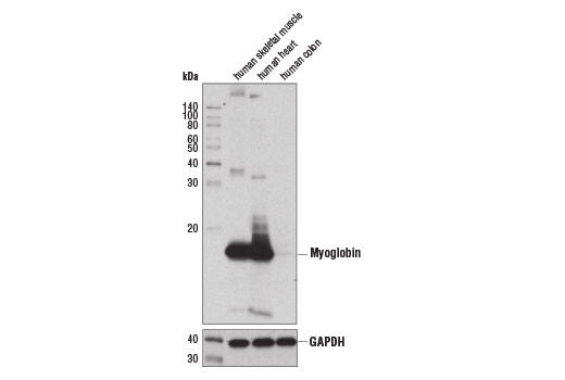 Western Blotting Image 1: Myoglobin Antibody